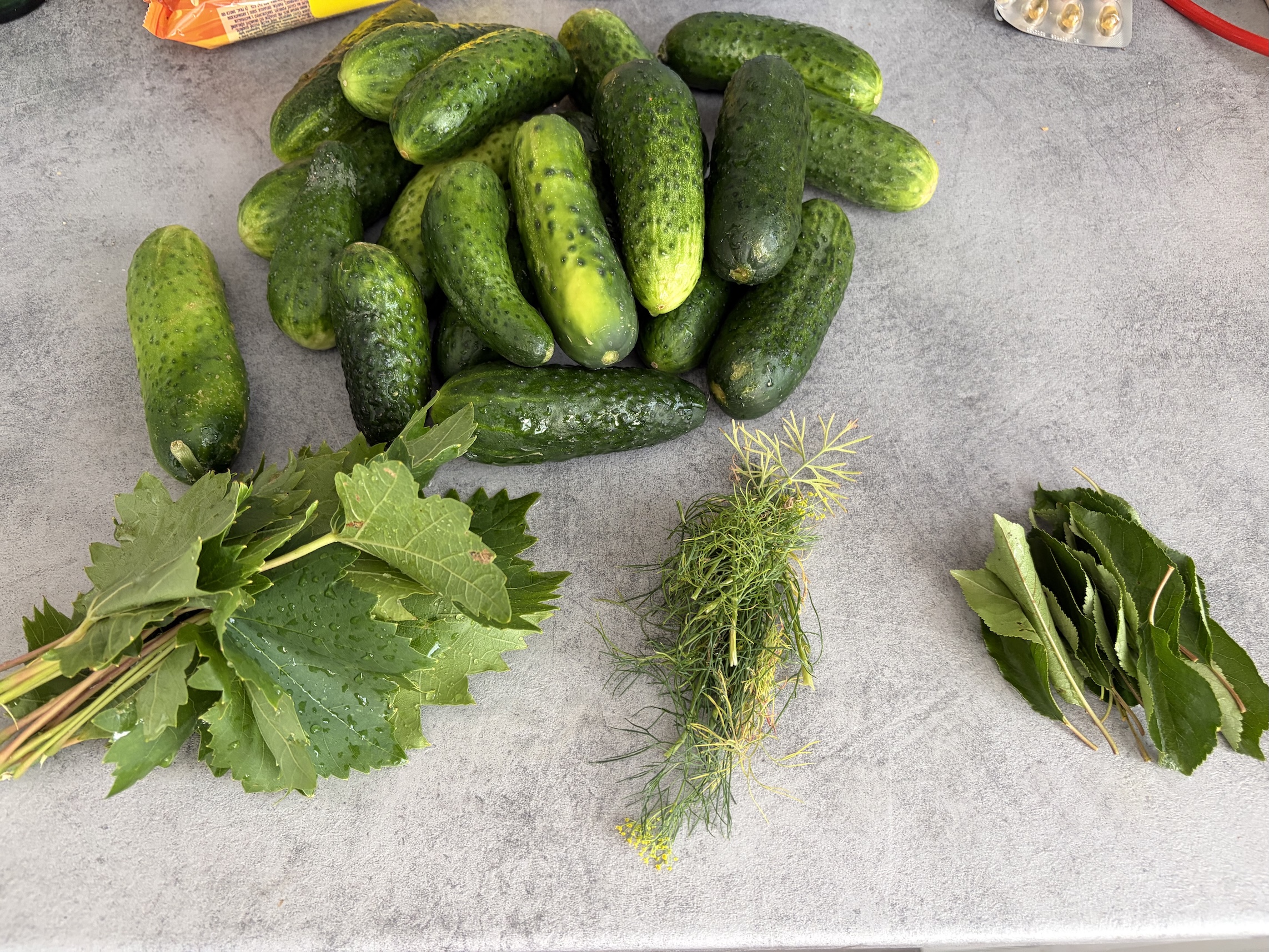 Pile of fresh cucumbers on a gray countertop, with leafy greens and dill nearby.