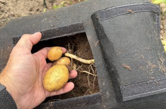 Brambory v pytli ke sklizni