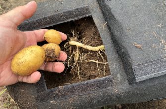 Brambory v pytli ke sklizni