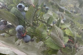 Blueberries in a white mesh bag with green leaves visible through the netting in a garden setting.