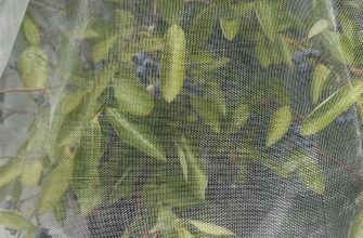 Green plant leaves viewed through a fine mesh netting or insect screen, creating a grid over the foliage