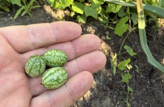 Mexická okurka