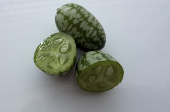 Mexická okurka