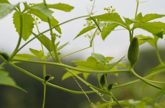Close-up of a cucumber vine with small developing cucumbers and curling tendrils among green leaves in a garden setting.