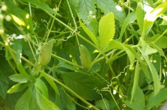 Close-up of a pea plant with two immature green pea pods among bright green leaves and curling tendrils.