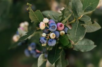 Cluster of blueberries on a branch with green leaves, some ripe blue and pale berries still maturing