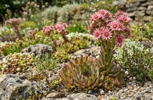 Rosette succulent with pink star-shaped flowers blooming on a tall stalk in a rocky garden.