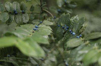 Blueberries growing on a leafy blueberry shrub with clusters of small blue berries amid green leaves.