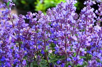 Close-up of purple lavender flowers with green foliage in a garden bed.