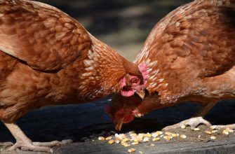 Two brown chickens pecking at scattered corn on a wooden surface.