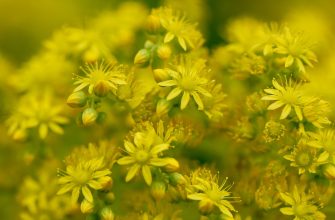 Close-up of yellow flowers with many thin petals and green buds.