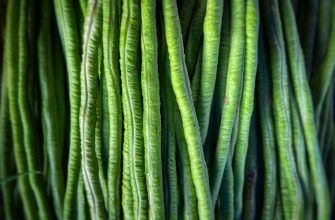 Close-up of numerous fresh green beans hanging vertically in a dense green row.