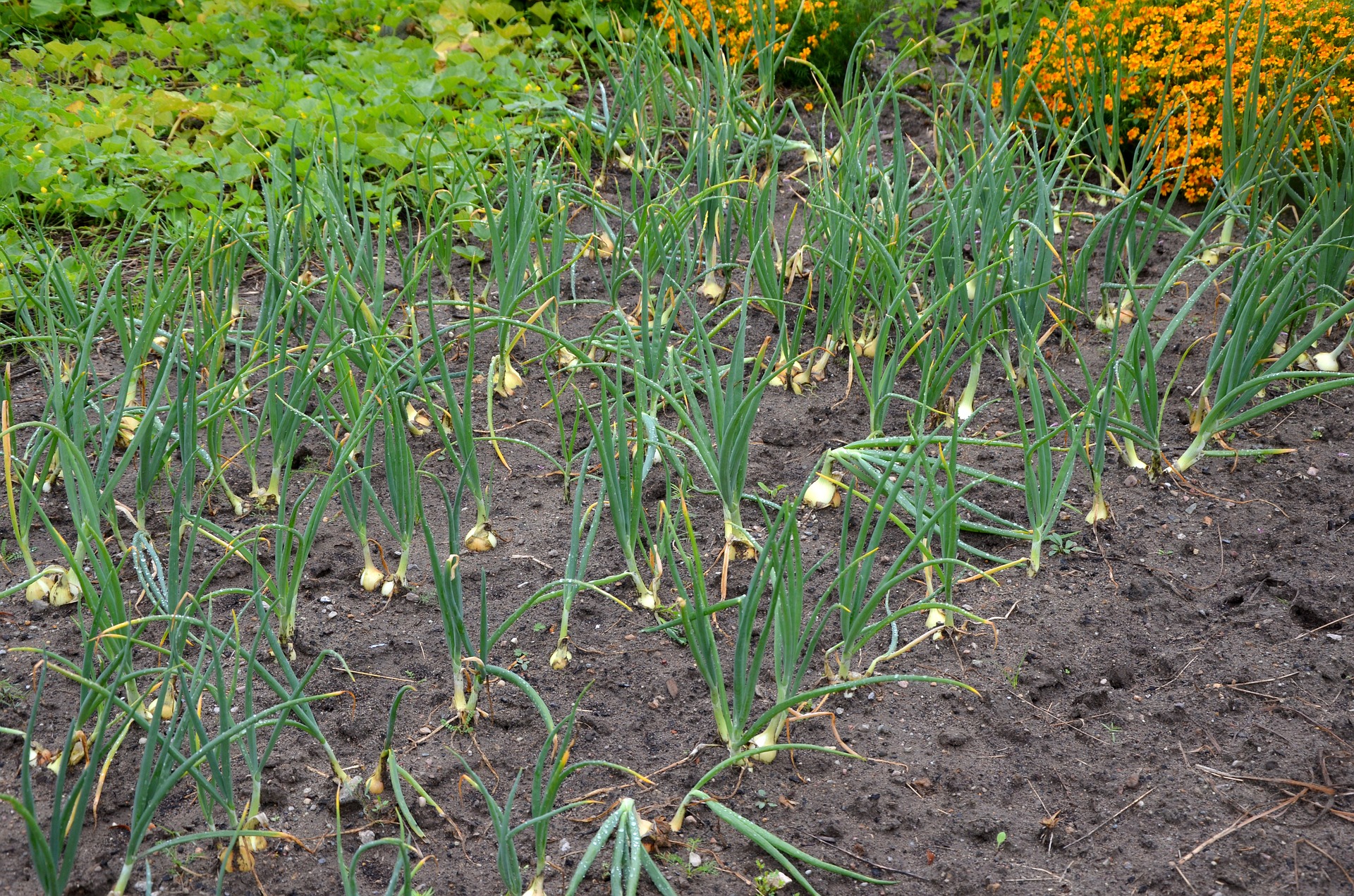 Rows of green onions or leeks growing in a garden bed, with yellow bulbs at the base and green foliage reaching upward; orange flowers in the background.