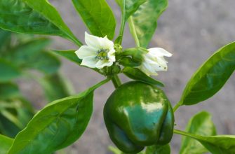 Green bell pepper growing on a plant with white flowers and glossy leaves