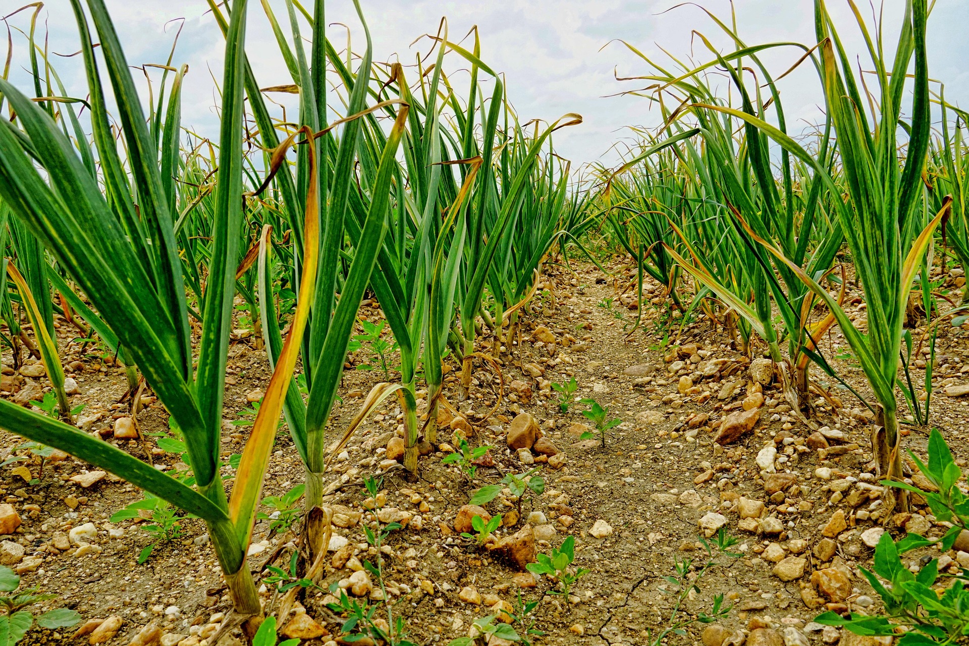Row of tall sugarcane plants growing in rocky soil with a dirt path between rows and a cloudy sky above.