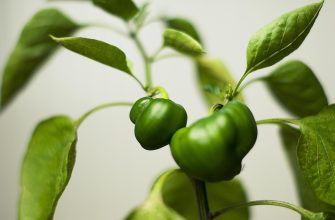 Close-up of two green bell peppers growing on a leafy plant on a light background, ready to harvest.