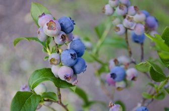 Cluster of blueberries on a branch with green leaves, showing ripe blue berries and unripe pinkish berries.