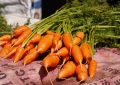 Bunch of fresh orange carrots with green tops laid on a pink cloth at an outdoor market stall