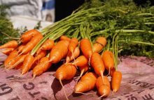 Bunch of fresh orange carrots with green tops laid on a pink cloth at an outdoor market stall