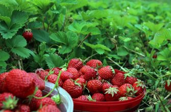 Fresh ripe strawberries in a red bucket among strawberry plants in a field.