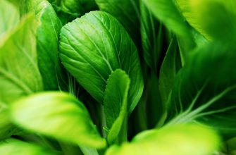 Close-up of vibrant green bok choy leaves overlapping, showing prominent veins and smooth texture.