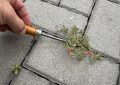Close-up of a hand using a small wooden-handled tool to loosen a weed growing in a crack in gray stone pavement.