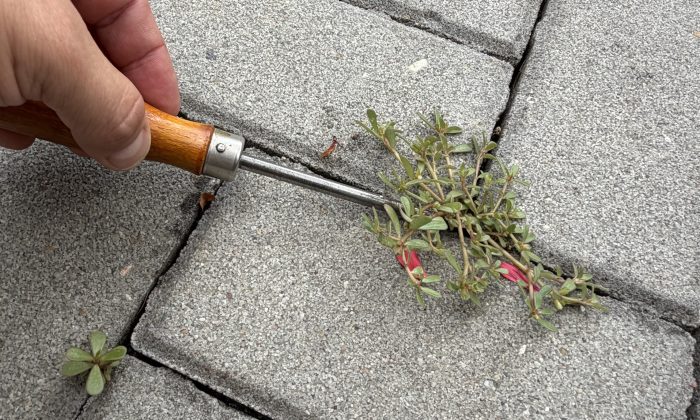 Close-up of a hand using a small wooden-handled tool to loosen a weed growing in a crack in gray stone pavement.