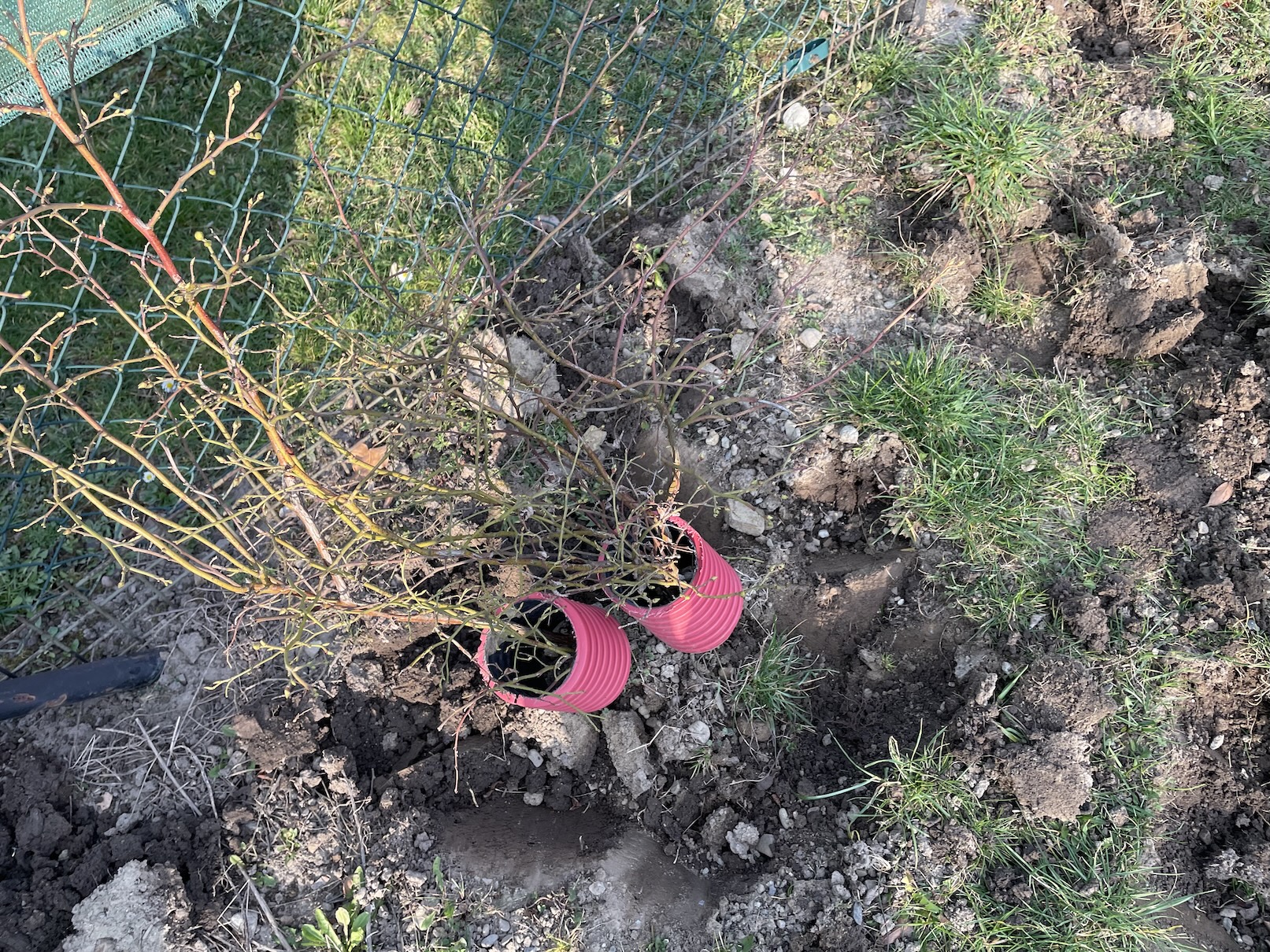 Hnojení kanadských borůvek rašelinou