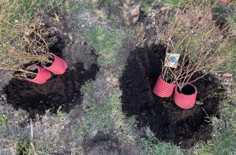 Two young shrubs in bright pink pots just planted in freshly dug soil in a garden bed.