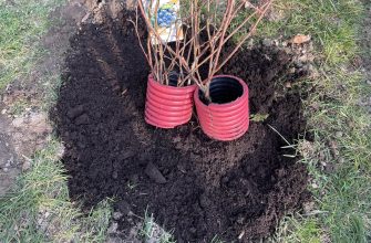 Two bare-root shrubs planted in red ribbed root-control containers in a freshly dug hole with dark soil surrounding them to be transplanted.