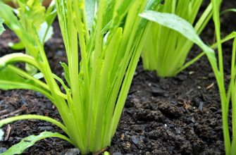 Close-up of bright green celery stalks growing from rich soil in a garden bed.