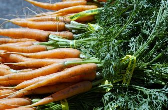 Fresh orange carrots with green leafy tops, bundled together with yellow labeled ribbons (organic).
