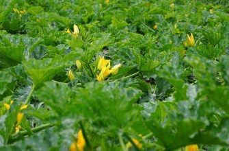Yellow squash plants with vibrant blossoms among dense green leaves in a garden scene