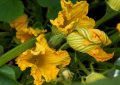 Close-up of bright yellow squash blossoms on a vine with green leaves and striped unopened buds.