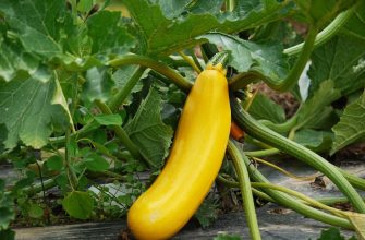 Yellow squash attached to a vine with large green leaves, resting on black garden mulch.