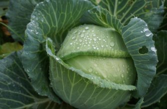 Close-up of a green cabbage with dew droplets on its leaves in a garden setting