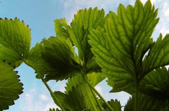 Close-up of bright green strawberry plant leaves against a blue sky.