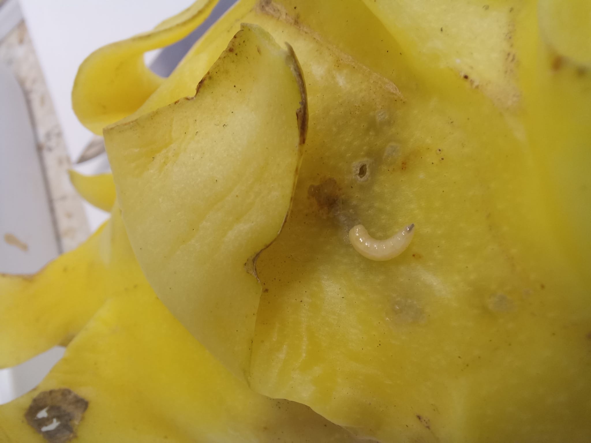 plody dračího ovoce napadené vrtulemi Bactrocera dorsalis