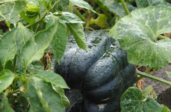 Close-up of a dark green pumpkin growing on a vine with dew drops on its skin? maybe just 'Close-up of a dark green pumpkin on a vine with water droplets'