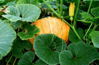 Orange pumpkin nestled among large green pumpkin leaves and vines in a garden.