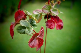 Close-up of red and green geranium leaves on thin red stems against a blurred green background in a garden setting.