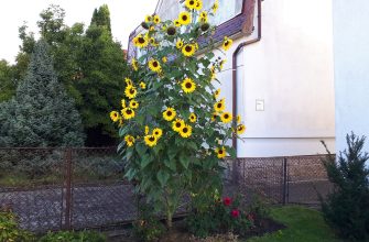 Slunečnice