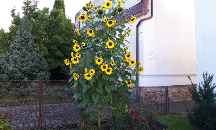 Slunečnice