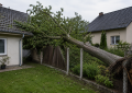Spadený strom