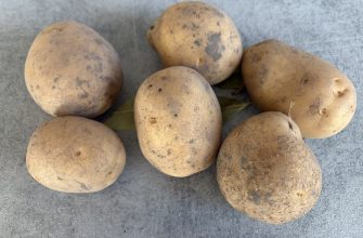 Brambory