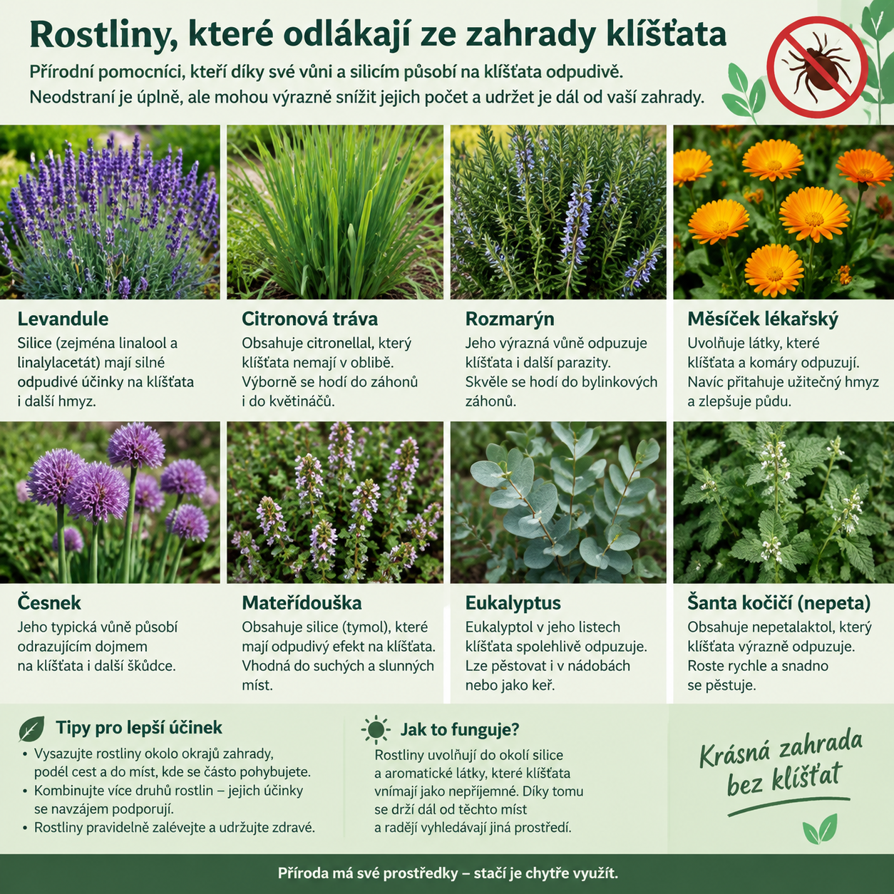 Rostliny, které odlákají ze zahrady klíšťata