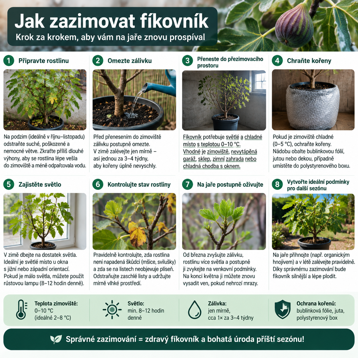 Jak zazimovat fíkovník