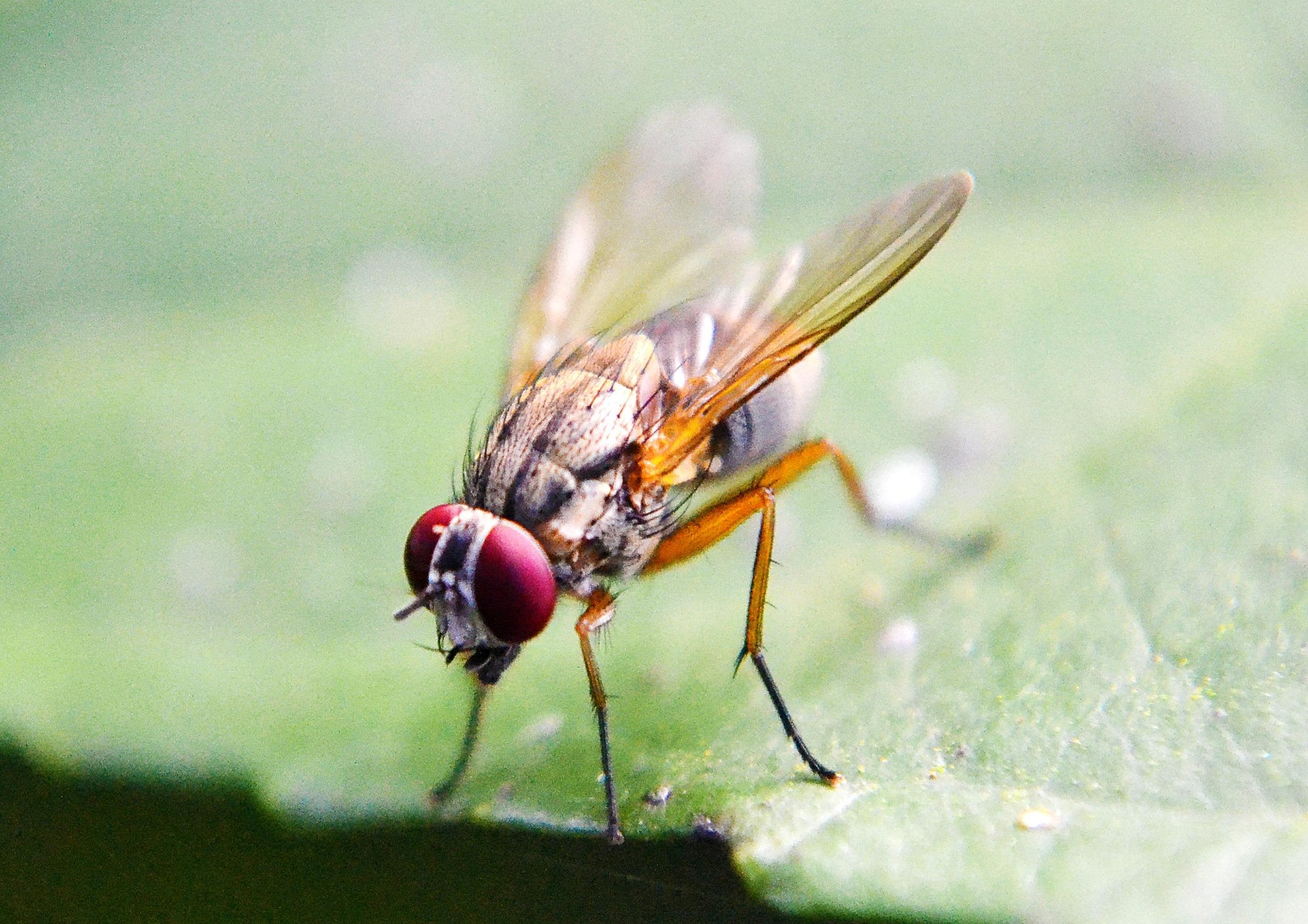 Octomilka