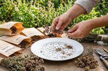 Semínka